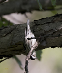 Black and White Warbler 7036